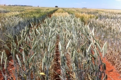 7. triticale mocho