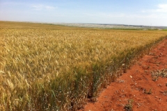 9. produccin de tejada