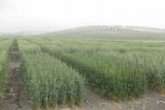 1. conil y marchena en jerez