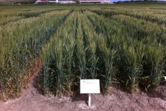 15. antequera en raea