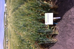 16. don norman en raea