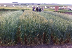 17. bondadoso en raea