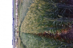 18. valeroso en raea