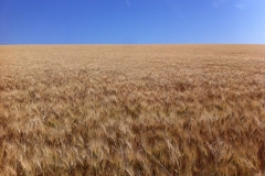 23. don ricardo en miranda