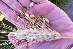 24. espiga de don ricardo