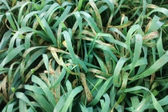 5. banda shakira sin systiva20-3