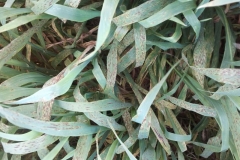 7. shakira sin systiva 27-3