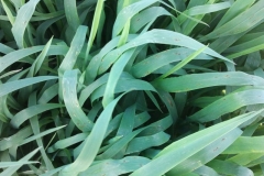 8. shakira systiva27-3