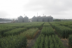 9. ensayo trigo harinero