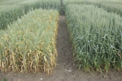 10. resistencia a roya amarilla