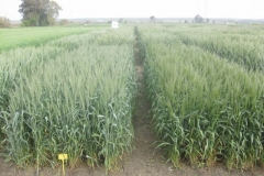 11. conil y marchena