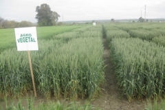 12. ensayos confirmacin blandos