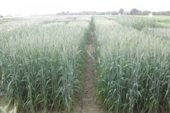 13. ensayos de triticale