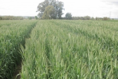 14. prebase de valeroso