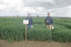 15. con los ensayos de avena