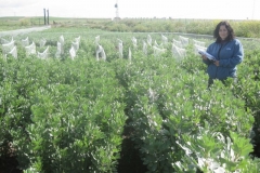 18. vivero de habas