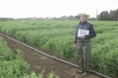 19. ensayos de guisante abstress