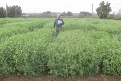 20. ensayo guisante en floracin