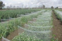 23. vivero 100 lneas guisante