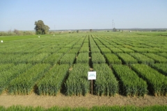 25. ensayos preliminares en tejada