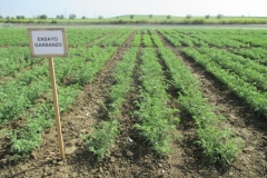 26. ensayos de garbanzo