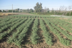 27. prebase de garbanzo