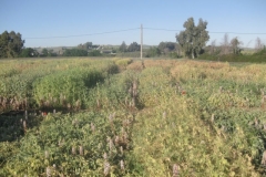 28. ensayo guisante riego con jopo