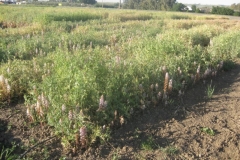 29. guisante con jopo