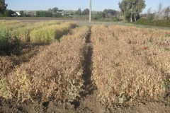 30. ensayo guisante secano