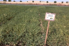 31. ensayo garbanzo madurando