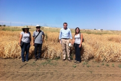 33. con ensayo guisante maduro