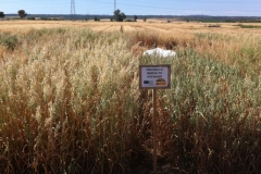 35. ensayos avenasin