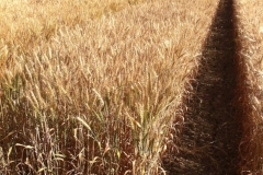 37. trigo conil en mayo