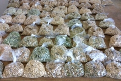 38. guisantes seleccionados en vivero