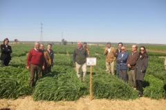 5. visita ensayo avenasin