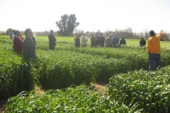 7. vista ensayos trigo