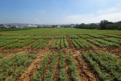 12. variedades de garbanzo
