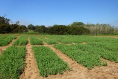 13. ensayos de guisantes