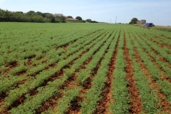 14. produccin de krema