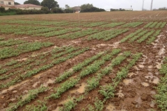 2. ensayos de garbanzo tras la lluvia