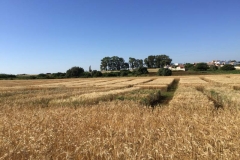 21. panormica en mayo
