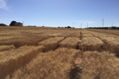 23. panormica ensayos maduros