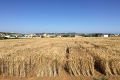 26. triticales en mayo