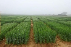 5. ensayos de trigo duro