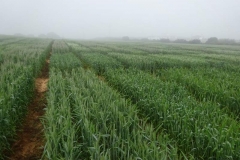 6. ensayos de trigo harinero