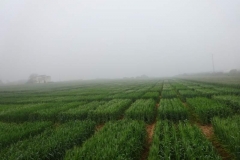 7. ensayos en la niebla