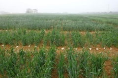 8. vivero de observacin