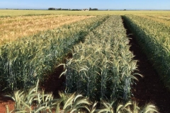 10. bandas de triticale