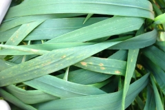 4. variedad susceptible a pyrenophora tritici-repentis
