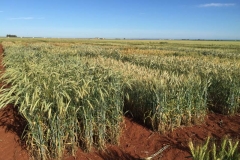 8. ensayos triticale